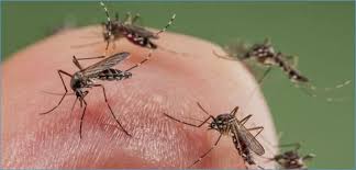 مكافحة الذباب والناموس